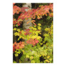 Suche nach weiße birke poster Herbst