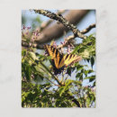 Suche nach tiger foto postkarten Tiere