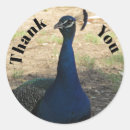 Suche nach peacock aufkleber Schön