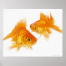 Suche nach goldfische poster Tiere