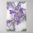 Suche nach schwertlilie poster Blume