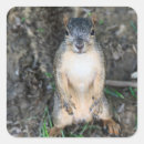 Suche nach nuss mit eichhörnchen aufkleber Natur