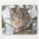 Suche nach nadelbäume mousepads Superstock