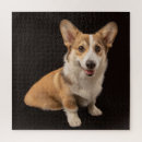 Suche nach corgi puzzle Welpe