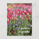 Suche nach canberra postkarten Australia