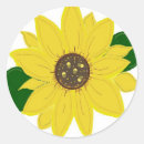 Suche nach goldene sonnenblume aufkleber Sonnenblumen