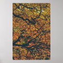 Suche nach herbstbaum poster Blätter