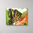 Suche nach makro leinwandbilder Schmetterling