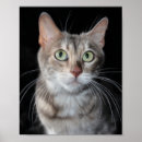 Suche nach bengalische poster Wand