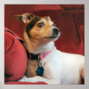 Suche nach jack russell terrier poster Kaninchen