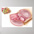 Suche nach membran poster Biologie