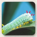 Suche nach motten untersetzer Grün