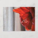 Suche nach amaryllis postkarten Botanisch