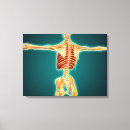 Suche nach nerven leinwandbilder Biomedizinische illustrationen