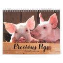 Suche nach schweine kalender Nutztiere
