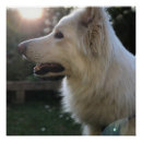 Suche nach german shepherd poster Gsd