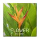 Suche nach pflanze fliesen Gärtner