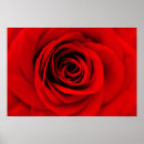Suche nach rote rosen poster Blume