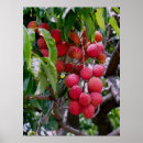 Suche nach fruits poster Tropisch