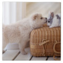 Suche nach fokus fliesen Zusammengehörigkeit