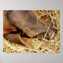 Suche nach schwein poster Jede person