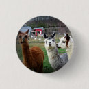 Suche nach alpaka buttons Tier