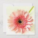Suche nach gerbera einladungen Durchtränkt