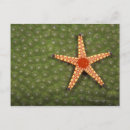 Suche nach riffe postkarten Meereswelt