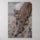 Suche nach puma poster Mountain lion