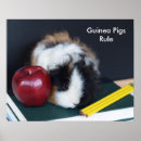 Suche nach meerschweinchen poster Tier
