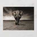 Suche nach schwarz weißer elefant postkarten Natur