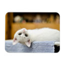 Suche nach hässlich magnete Katze