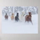 Suche nach pferde schnee poster Superstock