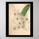 Suche nach orchideen blume poster Bunt