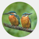 Suche nach kingfisher aufkleber Tierwelt