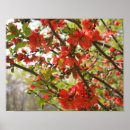 Suche nach blühende blumen poster Mutter