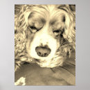 Suche nach cocker spaniel hund poster Tier