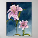 Suche nach stargazer lilie poster Blume
