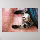 Suche nach kitten poster No people