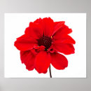 Suche nach dahlien poster Blumen