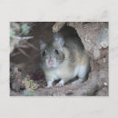 Suche nach ratte postkarten Nagetier