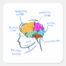Suche nach anatomie teller Psychologie