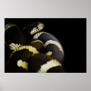 Suche nach schwarze schlange poster Tierwelt