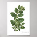 Suche nach vintage illustrationen poster Wissenschaftliche illustration
