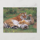 Suche nach bengalischer tiger postkarten Horizontal