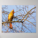 Suche nach cardinal poster Female