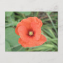 Suche nach poppy postkarten Hübsch