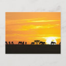 Suche nach afrikanischer sonnenuntergang postkarten Schön