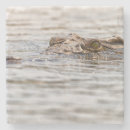 Suche nach krokodil untersetzer Tierwelt