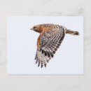 Suche nach falke postkarten Rot angebundener falke